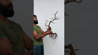 අට්ටික්කා bonsaiබදුන්ගත කිරීම💚💚 bonsai [upl. by Ahtnahc]