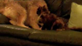 Rocky the Otterhound Otterhounds and cats [upl. by Ednutey]