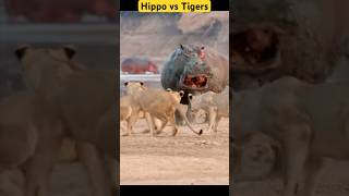 Hippo vs Tigers [upl. by Fidela]