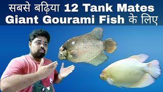 Giant Gourami Fish Tank Mates In Hindi [upl. by Wilcox]