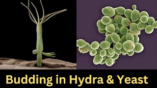 Budding  Budding in Hydra  Budding in Yeast [upl. by Ridinger]