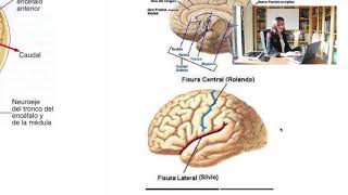 🔝EJES y PLANOS del SISTEMA NERVIOSO🧠 menos de 10m⏳  Tema 6 Psicobiología UNED [upl. by Lexis]