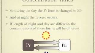 Photoperiodism [upl. by Berfield]