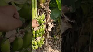 Banana Bunches Unripened fruit fruit beauty nature flowers satisfying farming [upl. by Amlus]