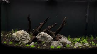 New 46 Gallon Planted Tank [upl. by Ateiram]