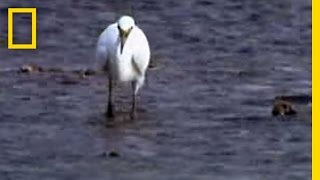 Octopus vs Bird  National Geographic [upl. by Newsom42]