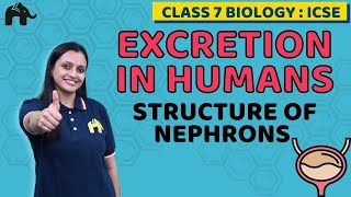 Excretion in Humans Class 7 ICSE Biology Chapter 5  Selina  Structure of Nephrons [upl. by Foy]