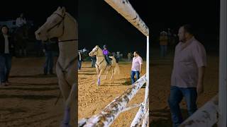 Rodeo in Laredo tx viralvideo shorts cowgirl horse music rodeo valentinasosa jdlpuma208 [upl. by Nueovas]