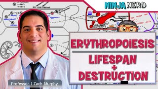 Hematology  Erythropoiesis Lifespan amp Destruction Part 2 [upl. by Shanie]