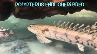 Polypterus endlicheri bred [upl. by Sasnak]