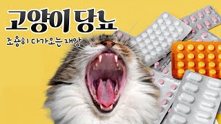 고양이 당뇨병의 모든것 당뇨병의 원인과 예방 치료법 [upl. by Aindrea138]