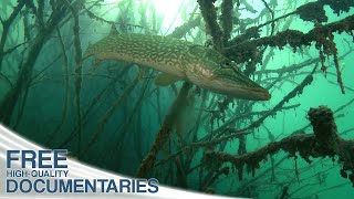 The Fascinating Wildlife in Deep Mountain Lakes  Full Documentary [upl. by Nnylrahc67]