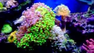 My 75 gallon Reef Tank [upl. by Pessa]