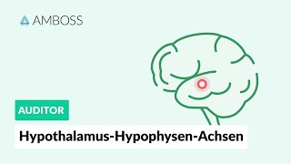 HypothalamusHypophysenAchsen  Zentrale Regulation des endokrinen Systems  AMBOSS Auditor [upl. by Imogen]