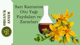 KANTARON YAĞI FAYDALARI NELERDİR KANTARON YAĞI HAKKINDA BİLMEDİKLERİNİZ [upl. by Etirugram532]