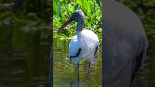 Must visit for birds in Florida Wakodahatchee Wetlands birds florida [upl. by Asa]