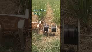 Netafim streamline drip irrigation sugarcane [upl. by Eiramlatsyrc]