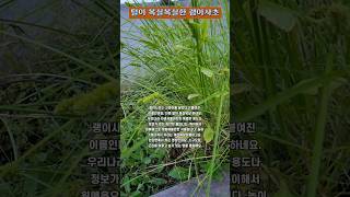 식물 괭이사초 Carex neurocarpa 🌾 2024 5 14 화요일 오후 7시 한강변 [upl. by Kirtley]