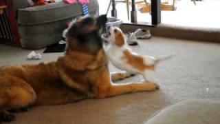 Leonberger and Beagle puppy [upl. by Arundell]