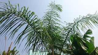 Palm Tree Care Tips [upl. by Murphy]