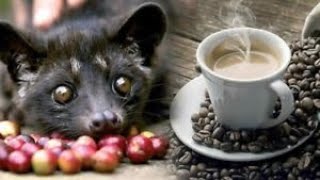 The Most Expensive Coffee in the World  How is it Made  Civet Coffee [upl. by Boyd786]