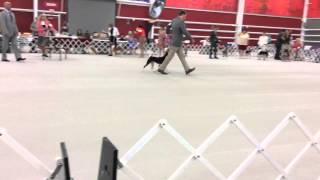 2014 Basenji Club of America National Specialty  Winners Dog Judging [upl. by Rebane]