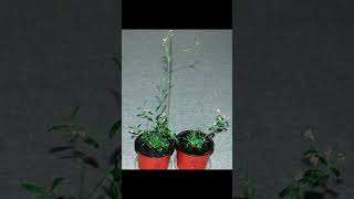 Scientists have revived a plant buried in Siberian permafrost  This plant is 32000 years old [upl. by Alric]