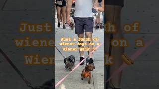 Wiener Dogs on a Wiener Walk [upl. by Aiyt]