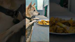 Chicken Haddi 🦴🍗 Roky🐶 Dinner  dog trending food shorts animals [upl. by Brannon289]