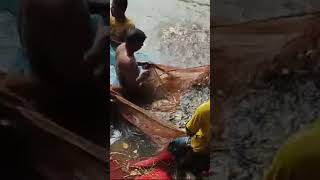 Fish farming song oldisgold ytshorts [upl. by Tavey]