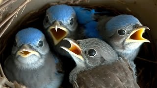 Live Nest Cam Captures Incredible Transformation of Baby Bluebirds [upl. by Eppilihp968]