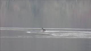 Piedbilled Grebe  Chelmarsh  Shropshire  27th November 2020 [upl. by Anehsat]