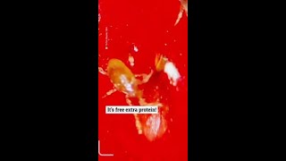 Horrifying video shows strawberries packed with bugs [upl. by Alikee]