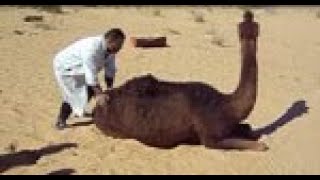 Prion Disease in Dromedary Camels Algeriavideo1 [upl. by Yrallam]