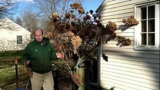 How to Prune Tree Hydrangea 1 of 3  Hydrangea paniculata  Newtown CT Garden Maintenance [upl. by Yelhs936]