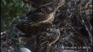 SE34 steals the fishs tail and eats it 😍 1740  SeaEagleCAM4 Live Stream  20092024 [upl. by Notlek812]