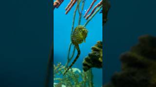 Little seahorse 💕 aquarium sealife canada [upl. by Aikan]