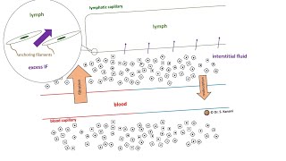 Lymph and Lymphatic Capillaries [upl. by Ativla18]