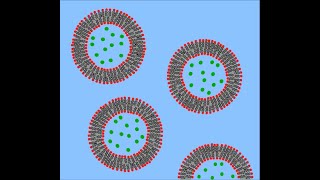 Vesicles and their Types  Peroxisomes  Endosomes [upl. by Robinet]