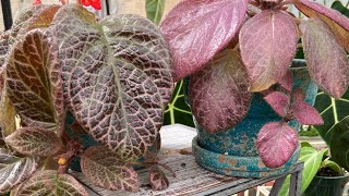 How ToEpiscia Care And Propagation [upl. by Dodson639]