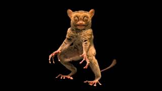 Photographer Joel Sartore captured this footage of a Horsfield tarsier at Taman Safari in Indonesia [upl. by Brozak]