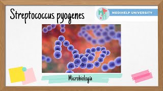 ¿Qué pasa con la bacteria Streptococcus pyogenes [upl. by Ahsiruam779]