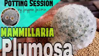 Mammillaria Plumosa  Potting Session [upl. by Ketty]