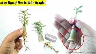 Adenium Root Training From Early Stage  Complete Guide To Grow Radial Roots In Adenium [upl. by Saile]