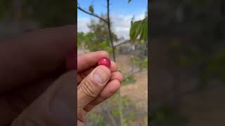 Jamaican Cherry Muntingia calabura  San Diego [upl. by Yelroc]