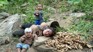 Harvest giant ginger to sell at the market  cook ginger soup for your children to eat [upl. by Fabrin]