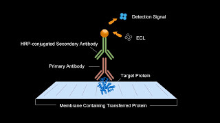 Elabscience Western Blot Video Tutorial [upl. by Aicercul]