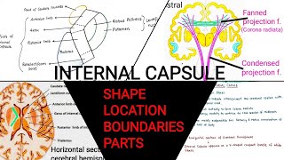 INTERNAL CAPSULE  PART  1 [upl. by Olotrab]