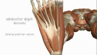 Muscles of the Foot Part 2  3D Anatomy Tutorial [upl. by Ytnom]