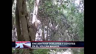 COYOTES Y OCELOTES EN VOLCÁN MASAYA [upl. by Aseela]